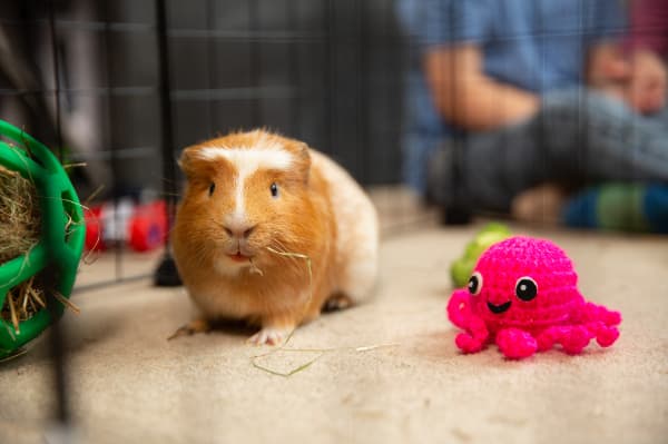 Hamster with a knitted Constantine